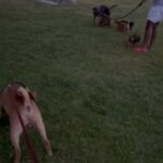 4 puppies 3 girls and 1 boy