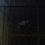 Two parakeets for sell