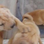 sharpei puppies