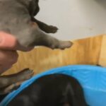 Melanistic Blue Doberman Pinscher