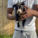 Quality american bullies