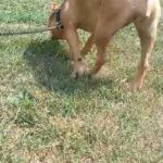 American bully