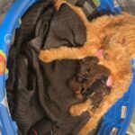 F1b Goldendoodle puppies