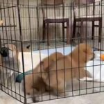 Orange County Red Shibas