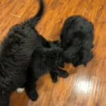 Hybrid Saint Bernewfie & Standard Poodle Puppies