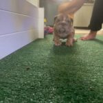 English bulldog Merle