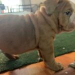 English Bulldog