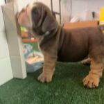 English Bulldog