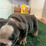 English bulldog