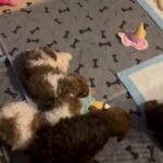 Standard Poodle Puppies