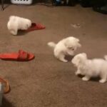 Maltese puppies