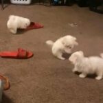 Maltese puppies