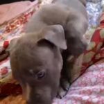 Adorable Bluenose Pitbull Puppies