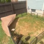 American Bully Puppies