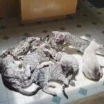 Half Bengal kittens
