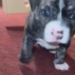 pit-bull puppies