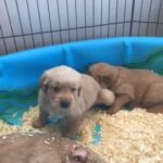 golden retriever puppies