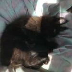 maine coon kittens