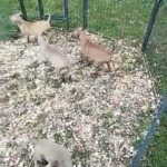 Bandog pups