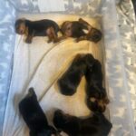 pure Breed Yorkie Terriers For Sale