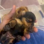 Beautiful Female Yorkies for Sale
