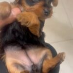 Yorkie Terrier 5 weeks
