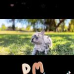 French bulldog male puppies