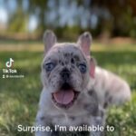 French bulldog male AKC