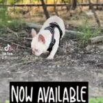 French bulldog male