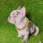 AKC French Bulldog available!!!