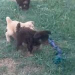 2 male medium Aussidoodles left