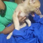 red agouti husky boy with papers $1400 Brooklyn n.y