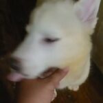 husky pups  $1400  with papers  Brooklyn  nyc
