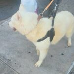 marshmallow $800  purebred husky 9months old Brooklyn n.y