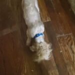 3yr old MALE  shitzu  NOT FIXED  $400