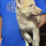 husky boy purebreed with papers $1300  Brooklyn nyc
