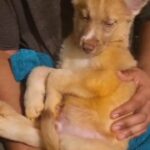 $1400 MALE purebred husky papers Brooklyn n.y