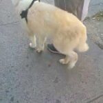 9months purebred boy $800 with papers Brooklyn ny pick up now