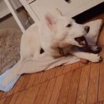 9month siberian husky boy $950 with papers