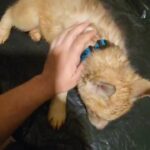 siberian husky pups Brooklyn  n.y $1600