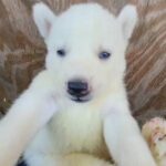 white husky boy $1800  with papers Blue eyes brooklyn ny
