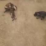 Schnauzers miniatures