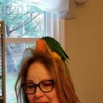 Affectionate Caique for sale