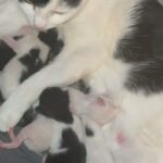 6 kittens sold separately