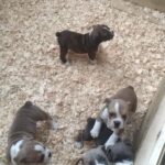 Olde English Bulldog puppies 4 sale