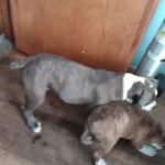 red Olde English Bulldog male 4 sale