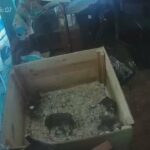 cam view of olde English Bulldog puppies