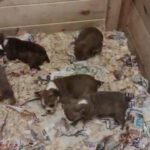 Olde English bulldog puppies racing around in clean pen