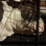 Canolli sleeping
