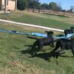 purebred 4 month old male black lab pups